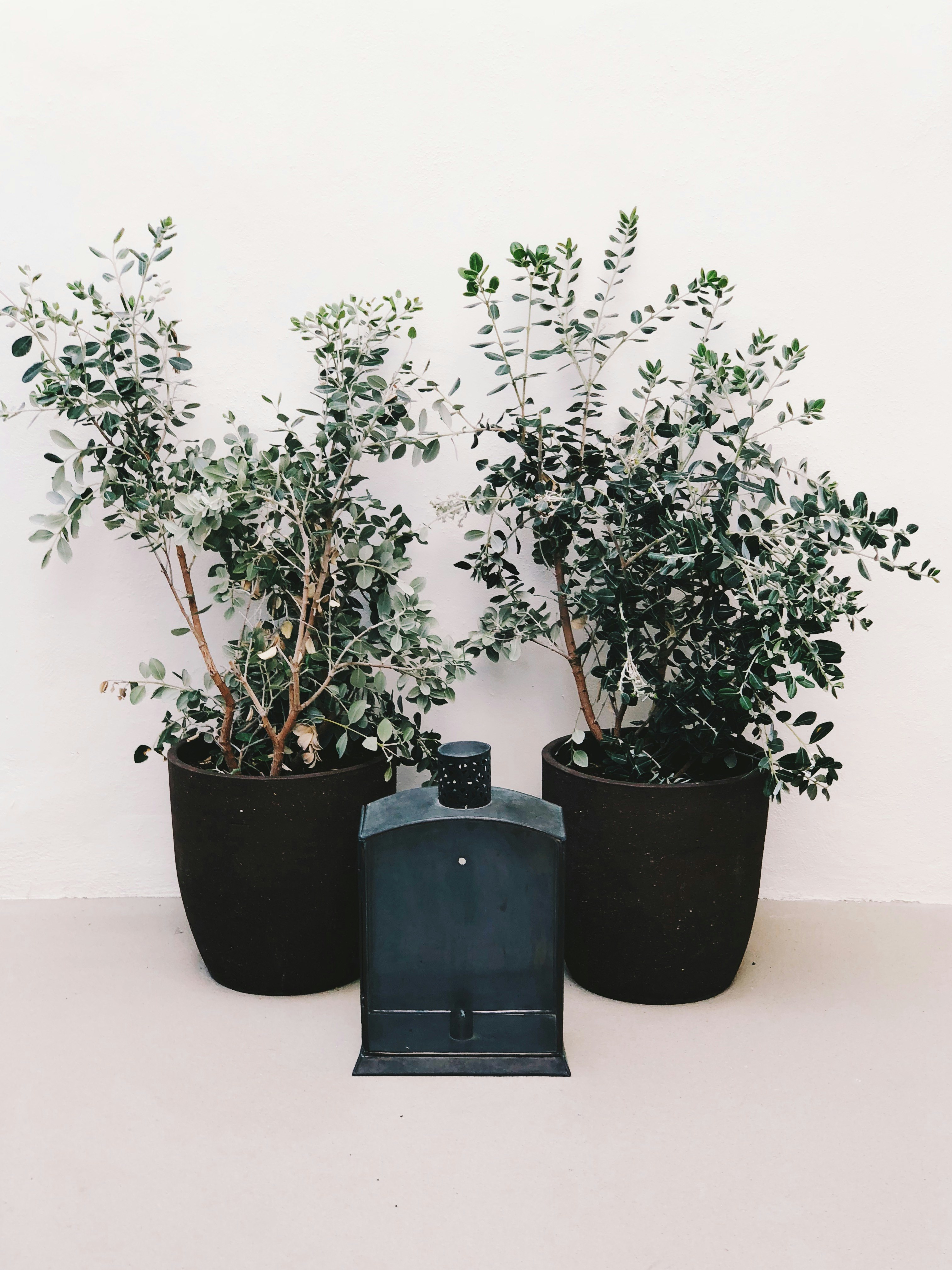 green leaf plant on black pot